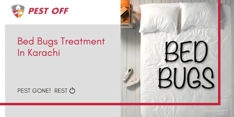 Bed Bugs Treatment in Karachi