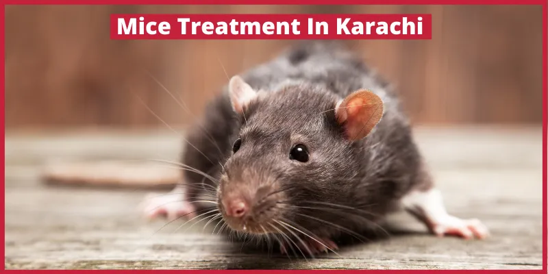 Mice Treatment in Karachi