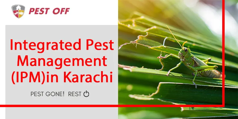 Cockroach Treatment in Karachi