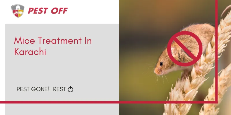 Mice Treatment in Karachi
