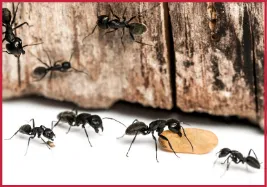 Carpenter Ants Treatment