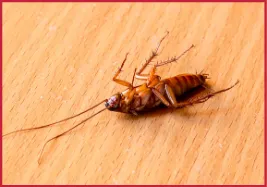 Cockroach Treatment