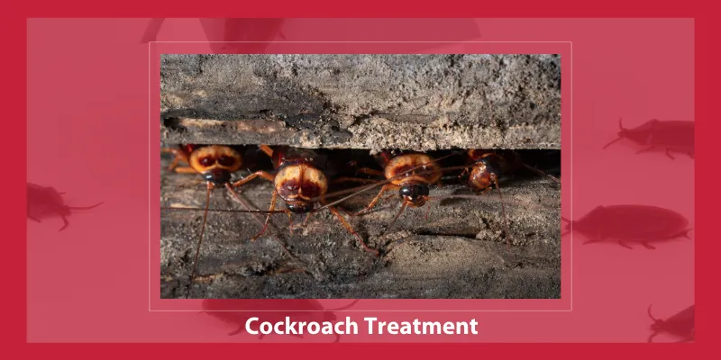 Cockroach Treatment