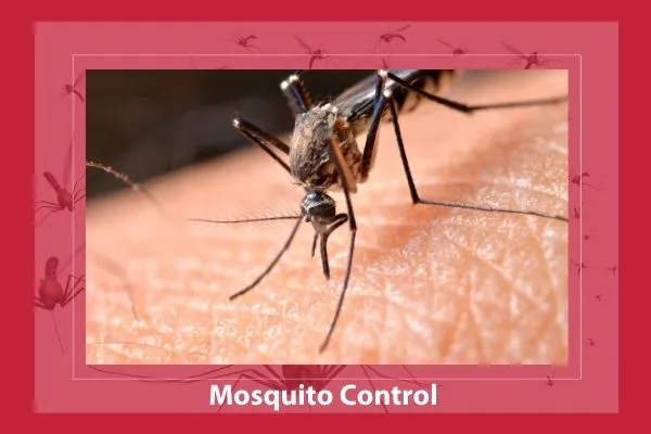 Mosquito Control