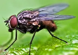 House Flies